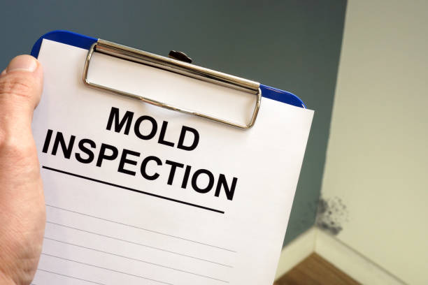 Trusted Timpson, TX Mold Removal Experts